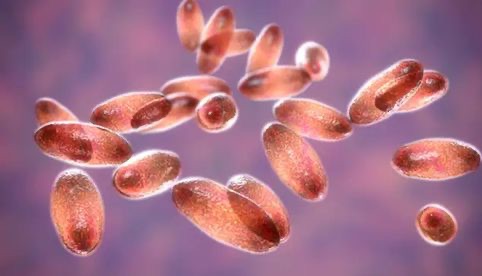 Confirman en Oregon el primer caso humano de peste bubónica desde 2015