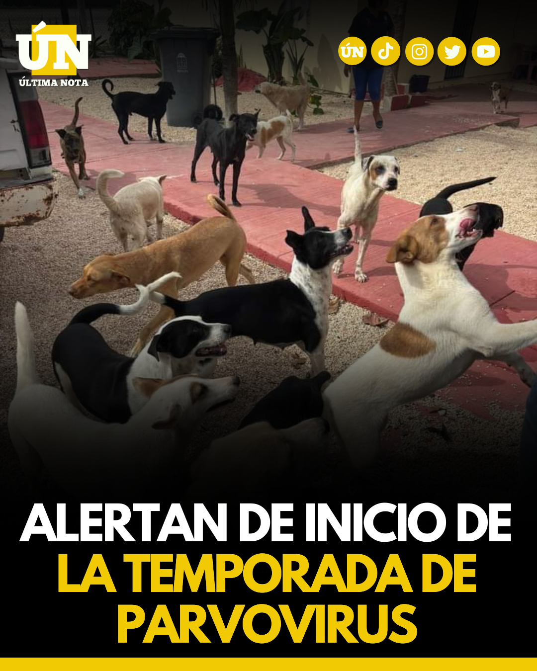 Alertan de inicio de la temporada de parvovirus