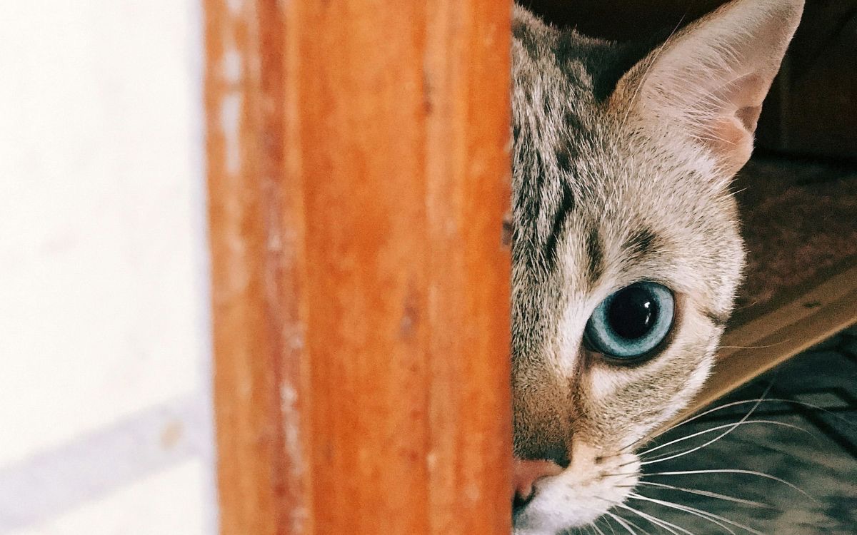 Gato cae a tanque con químicos tóxicos y pone en alerta a ciudad japonesa