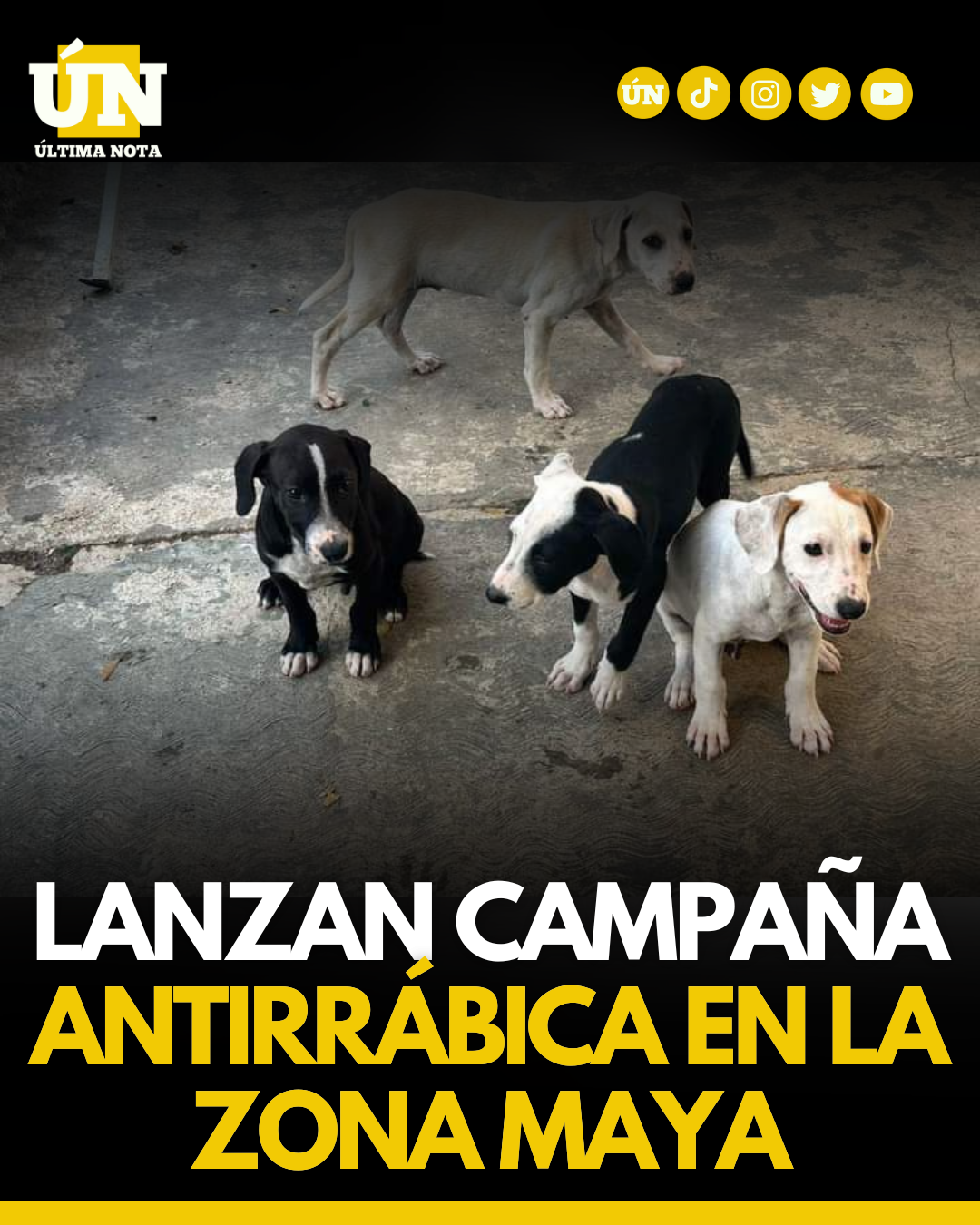 Lanzan campaña antirrábica en la zona maya