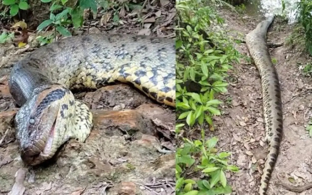 Hallan muerta a la anaconda más grande del mundo a semanas de ser descubierta por el humano