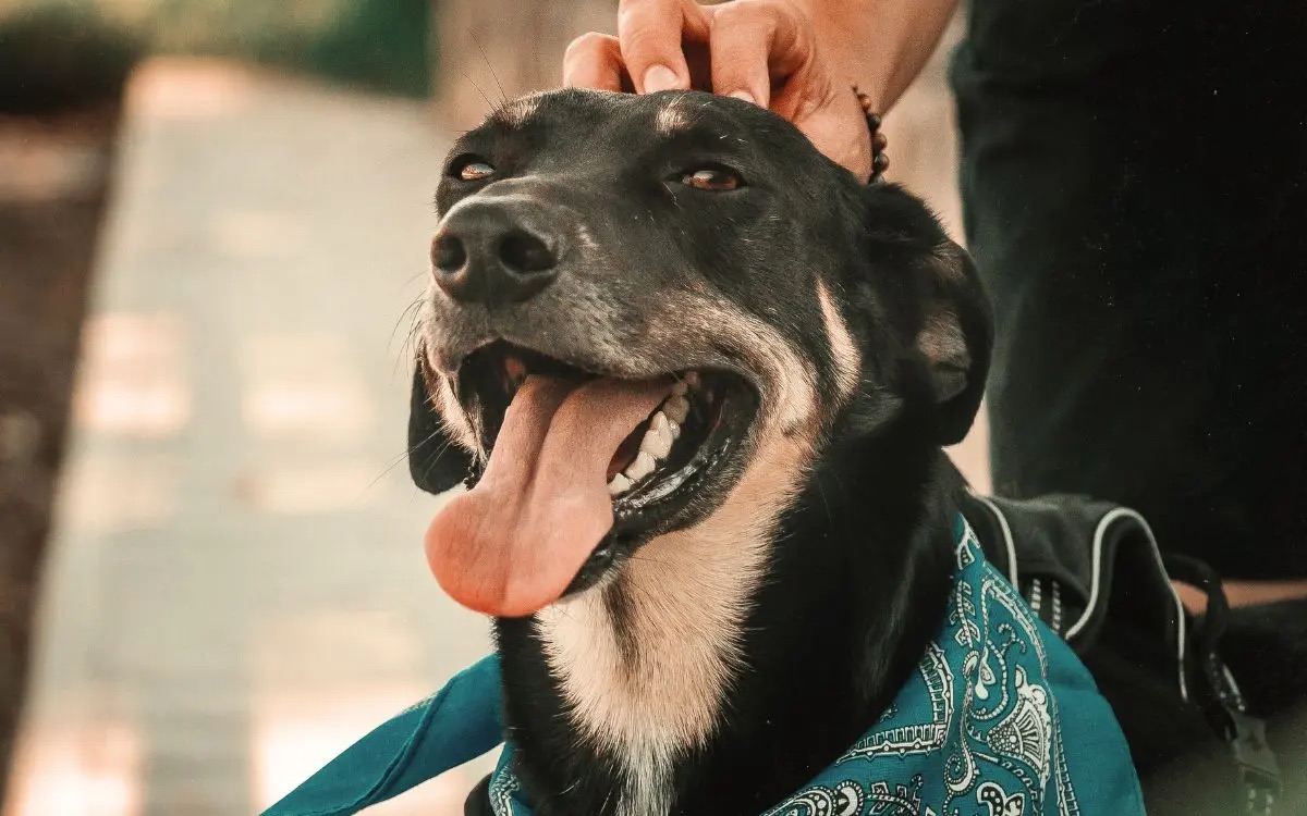 ¡Protege a tus mascotas de los golpes de calor! UNAM comparte estas recomendaciones