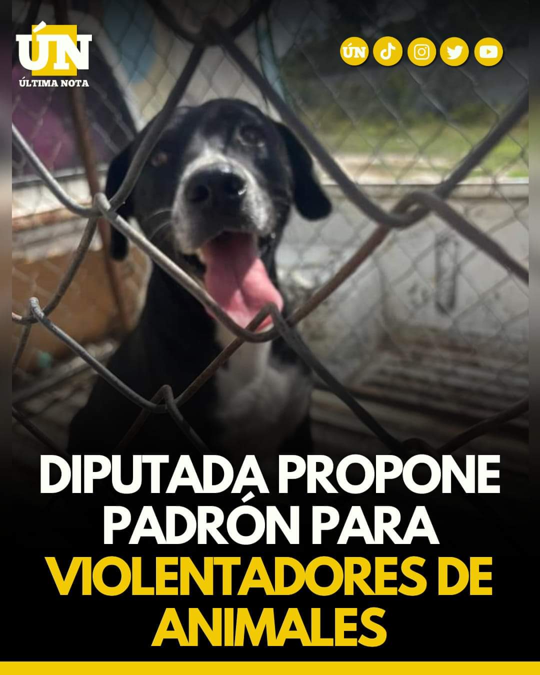 Diputada propone padrón para violentadores de animales