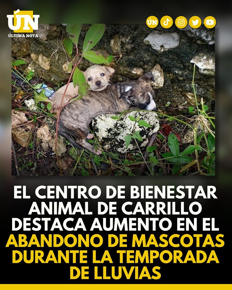 El Centro de Bienestar Animal de Carrillo destaca aumento en el Abandono de mascotas durante la temporada de lluvias