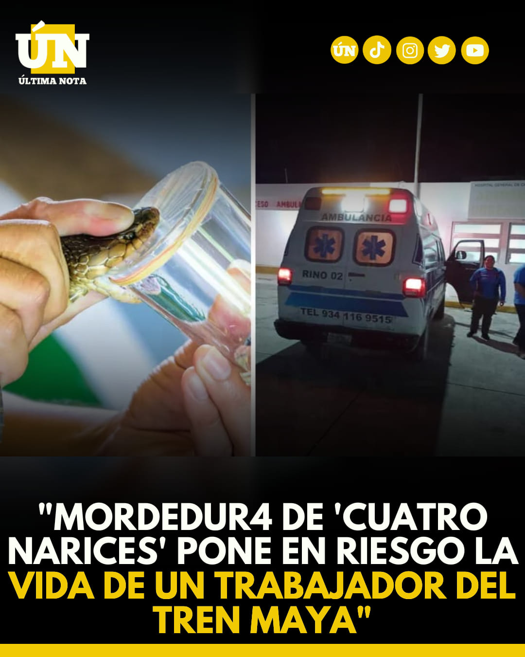Mordedur4 de ‘Cuatro Narices’ pone en riesgo la vida de un trabajador del Tren Maya”