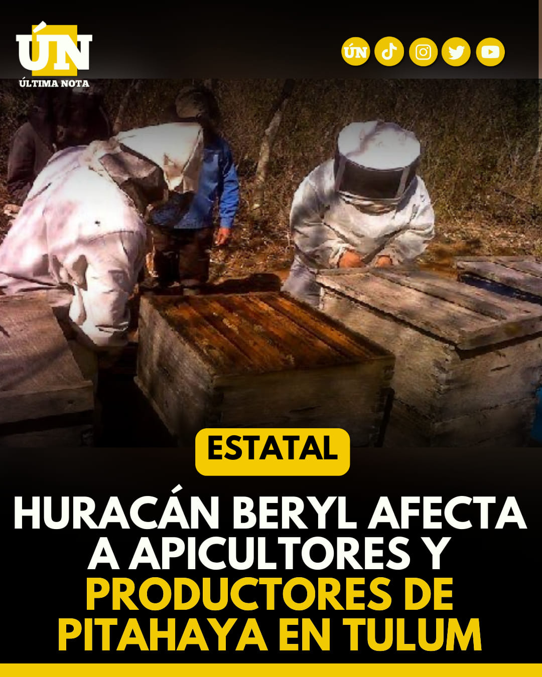 Huracán Beryl afecta a apicultores y productores de pitahaya en Tulum