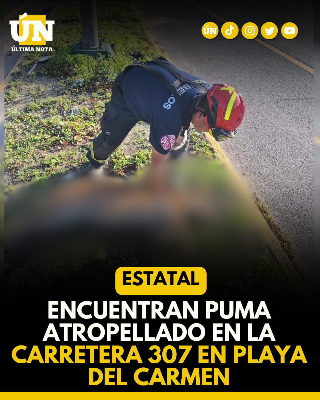 Encuentran puma atropellado en la carretera 307 en Playa del Carmen