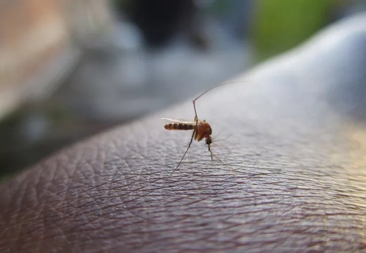 Quintana Roo lidera la lucha contra el dengue