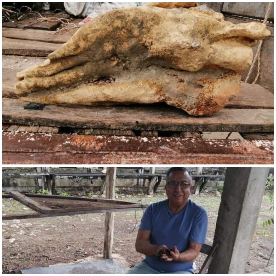 Hallan Presunto Fósil de Dinosaurio en Rancho de Panabá, Yucatán