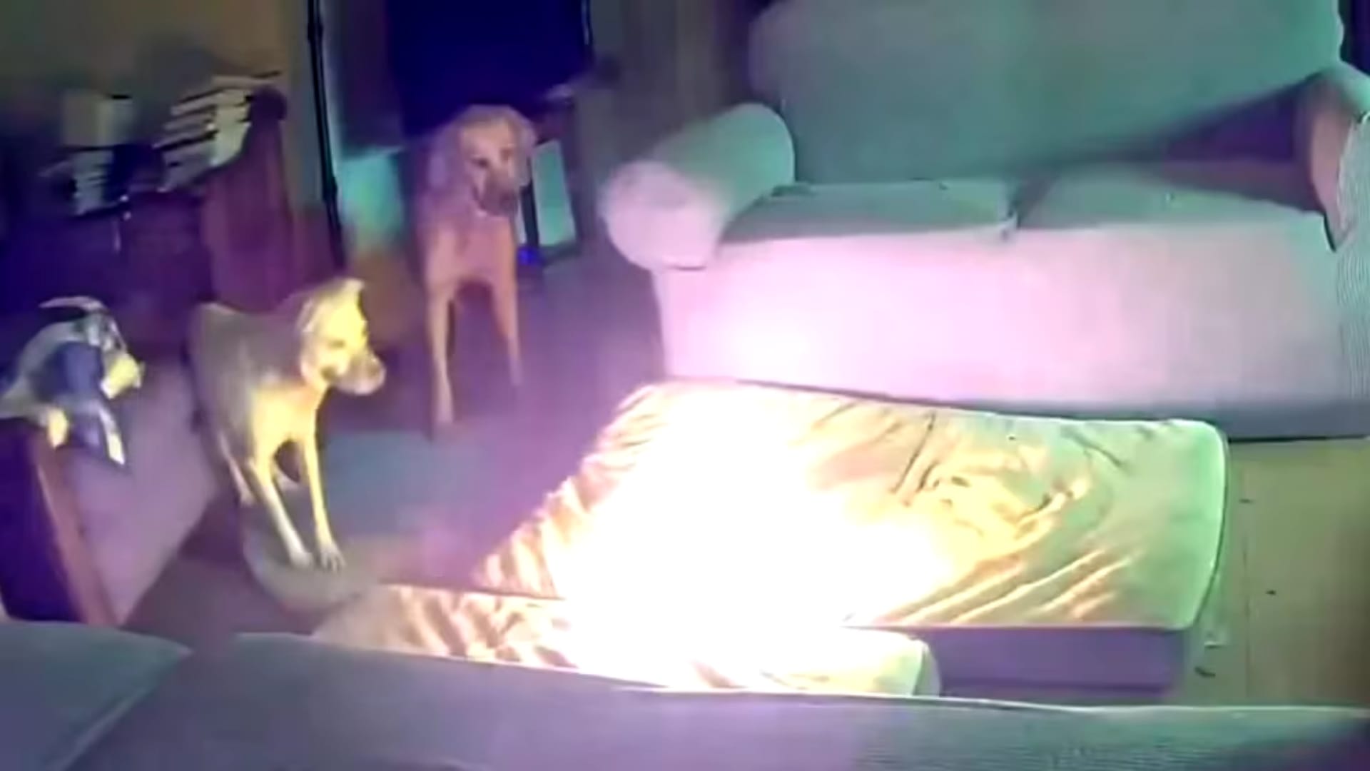 Perro provoca explosión y devastador incendio al morder una batería de litio en Oklahoma