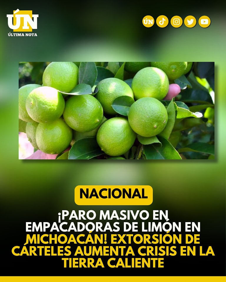 ¡Paro masivo en empacadoras de limón en Michoacán! Extorsión de cárteles aumenta crisis en la tierra caliente