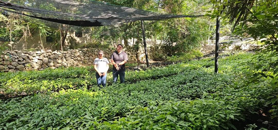 Ciudadanos Reforestando: Un Movimiento que busca renacer Felipe Carrillo Puerto con 15 Mil Árboles