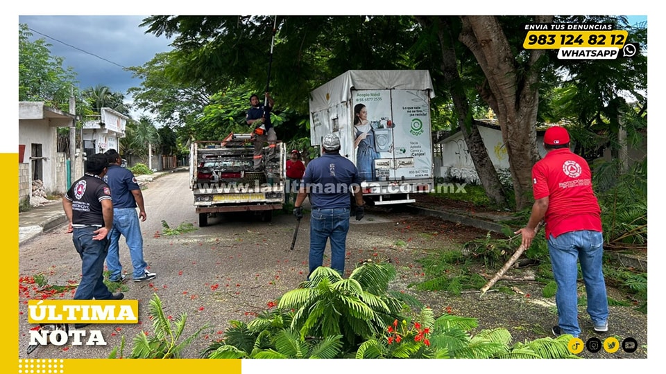 Ciudadanos de Carrillo saturan solicitudes a Protección Civil por árboles que afectan alumbrado y cables de alta tensión