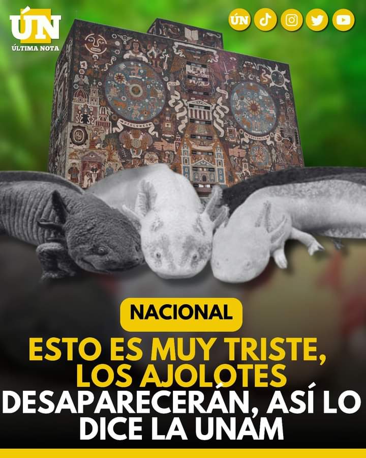 ¡TRISTE NOTICIA! ‼️ 😢 El emblemático Ajolote podría desaparecer de los canales de Xochimilco en 2025, advierte la UNAM 🐟💔