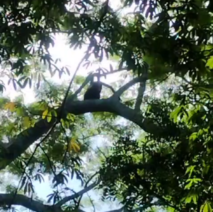 Sorprendente Avistamiento de Mono en la Comunidad de Tabi, Felipe Carrillo Puerto