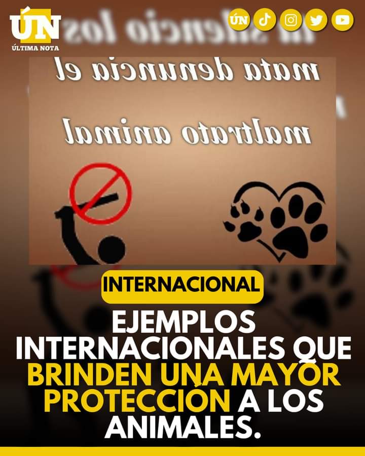 Un llamado a la protección animal