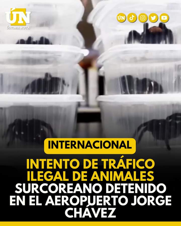 Intento de tr4fic0 ilegal de animales Surcoreano detenido en el aeropuerto Jorge Chávez
