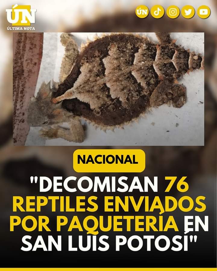 Decomisan 76 reptiles enviados por paquetería en San Luis Potosí: Destino, Tecate