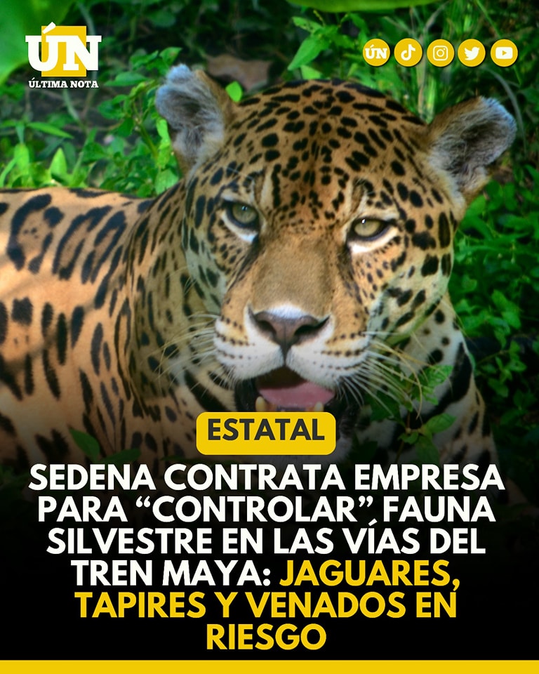 Sedena contrata empresa para “controlar” fauna silvestre en las vías del Tren Maya: jaguares, tapires y venados en riesgo #Estatal