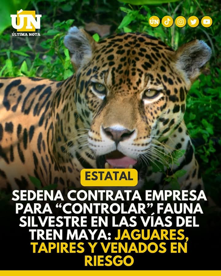 Sedena contrata empresa para “controlar” fauna silvestre en las vías del Tren Maya: jaguares, tapires y venados en riesgo