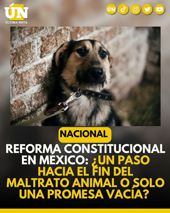 Reforma constitucional en México: ¿Un paso hacia el fin del m4ltrato animal o solo una promesa vacía?
