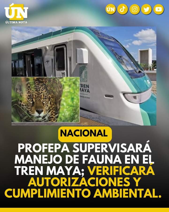 Profepa supervisará protección de fauna en el Tren Maya tras inquietudes ambientales
