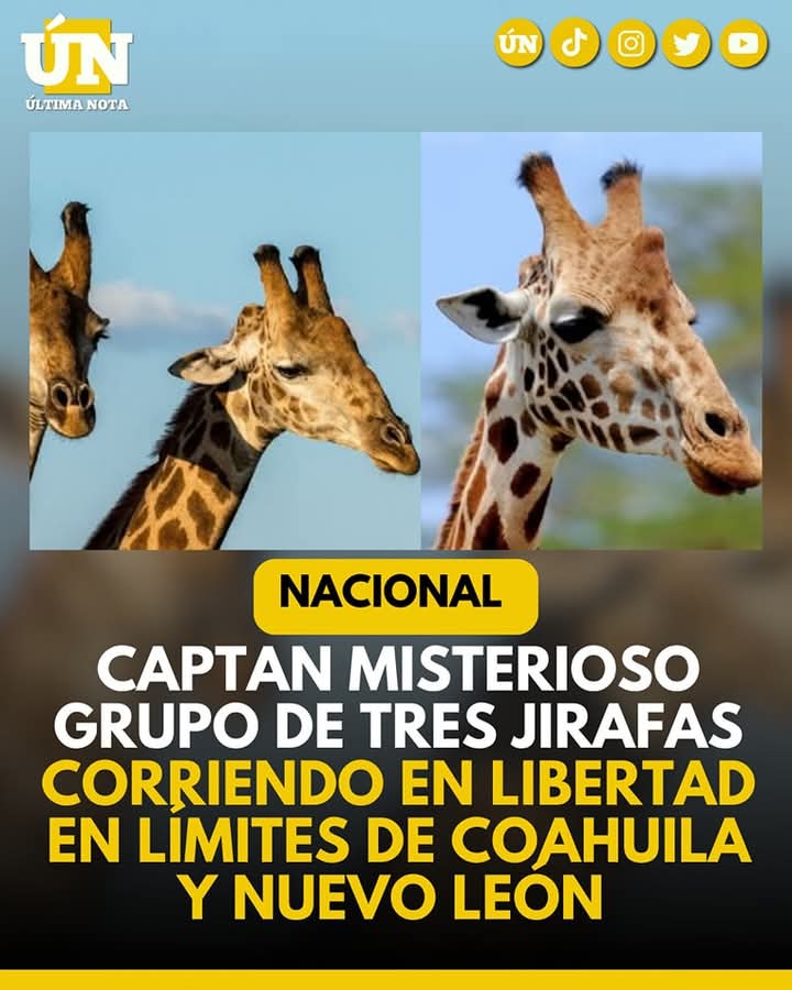 Captan grupo de jirafas corriendo libres en Coahuila y Nuevo León: autoridades investigan su origen
