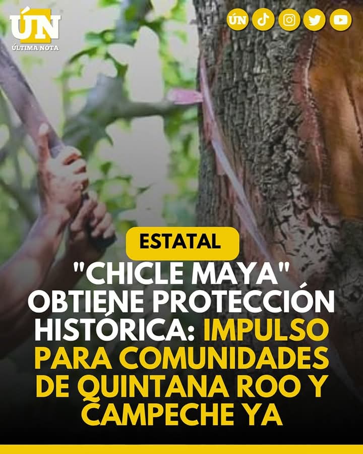 Chicle Maya” obtiene protección histórica: impulso para comunidades de Quintana Roo y Campeche