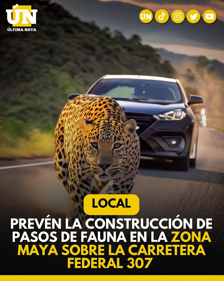 Prevén la construcción de pasos de fauna en la zona maya sobre la carretera federal 307