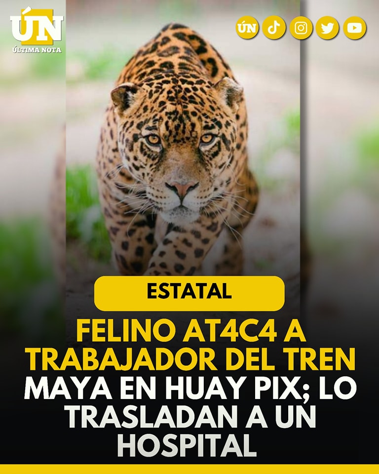Felino ataca a trabajador del Tren Maya en Huay Pix; lo trasladan a un hospital