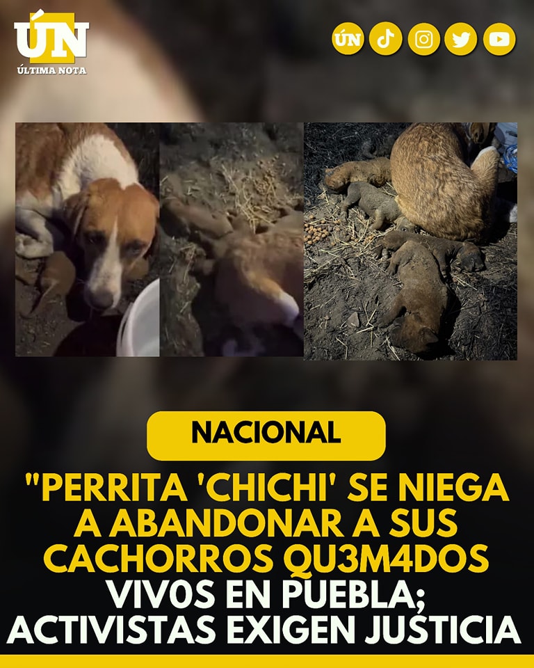 Perrita ‘Chichi’ se niega a abandonar a sus cachorros quemados vivos en Puebla; activistas exigen justicia