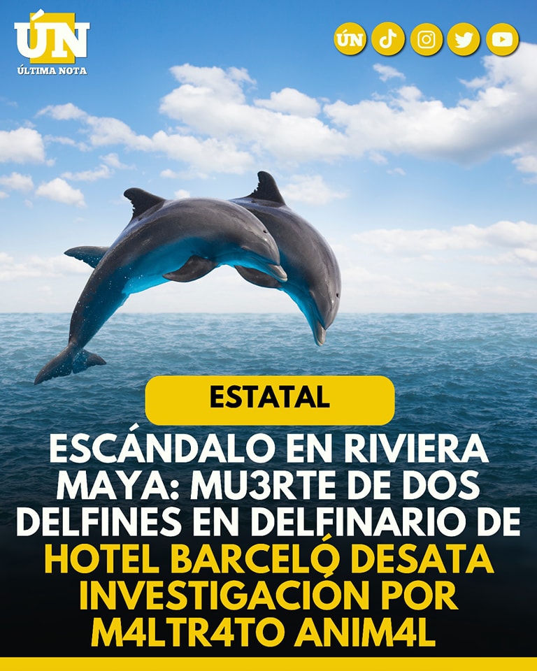 Escándalo en Riviera Maya: Muerte de dos delfines en delfinario de hotel Barceló desata investigación por maltrato animal