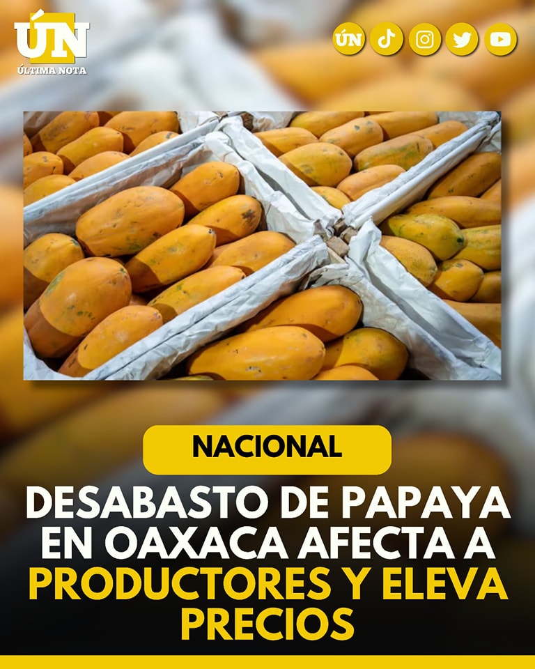 Desabasto de papaya en Oaxaca afecta a productores y eleva precios