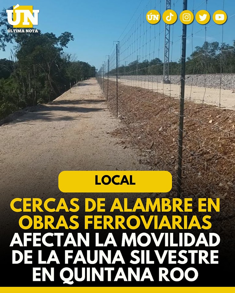 Cercas de alambre en obras ferroviarias afectan la movilidad de la fauna silvestre en Quintana Roo