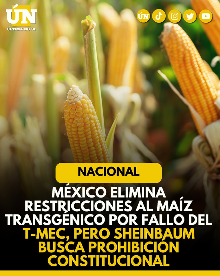 México elimina restricciones al maíz transgénico por fallo del T-MEC, pero Sheinbaum busca prohibición constitucional