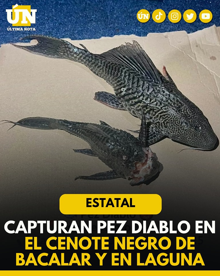 Capturan tres ejemplares de pez diablo en la Laguna de Bacalar