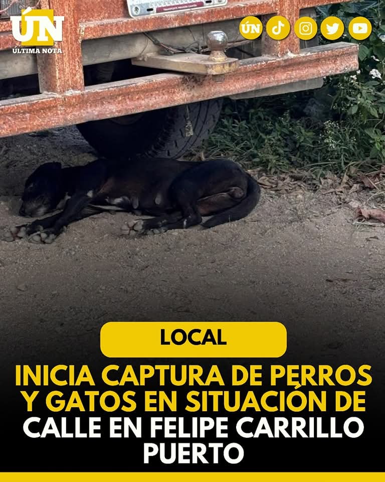 Inicia captura de perros y gatos en situación de calle en Felipe Carrillo Puerto