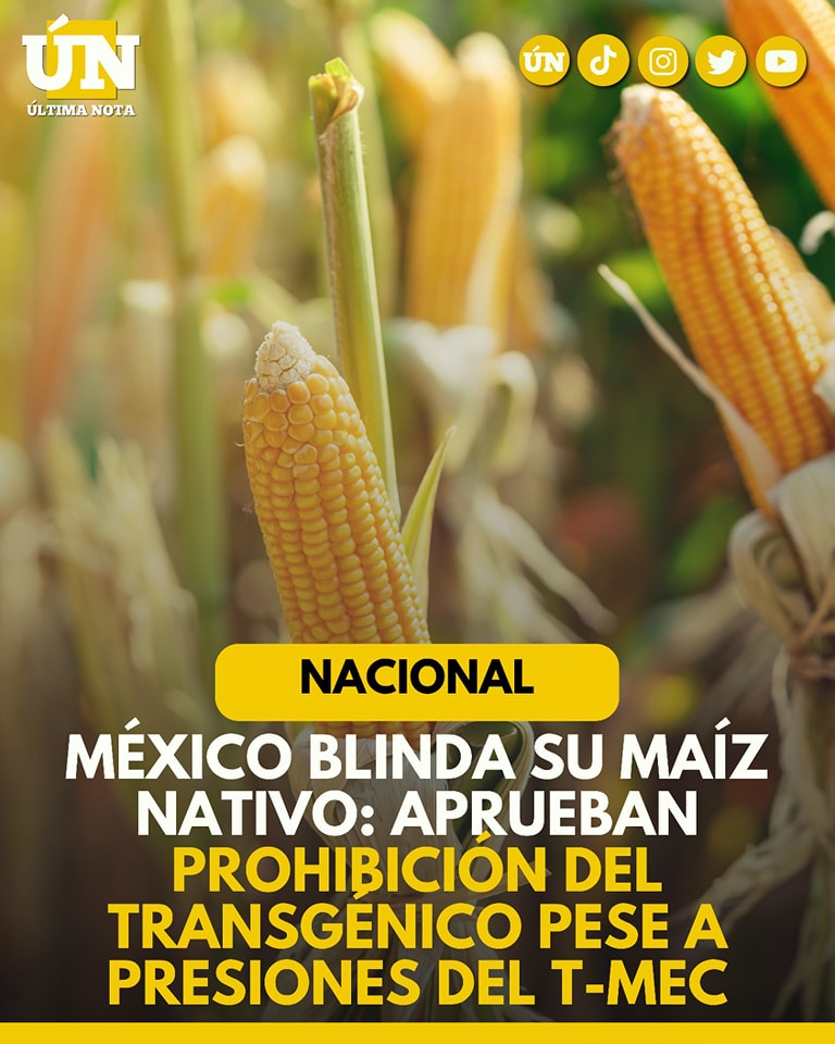 México blinda su maíz nativo: aprueban prohibición del transgénico pese a presiones del T-MEC