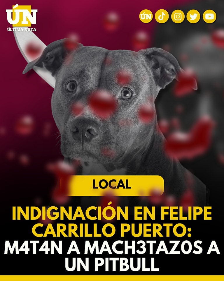 Indignación en Felipe Carrillo Puerto: M4t4n a m4chet4zos a un pitbull