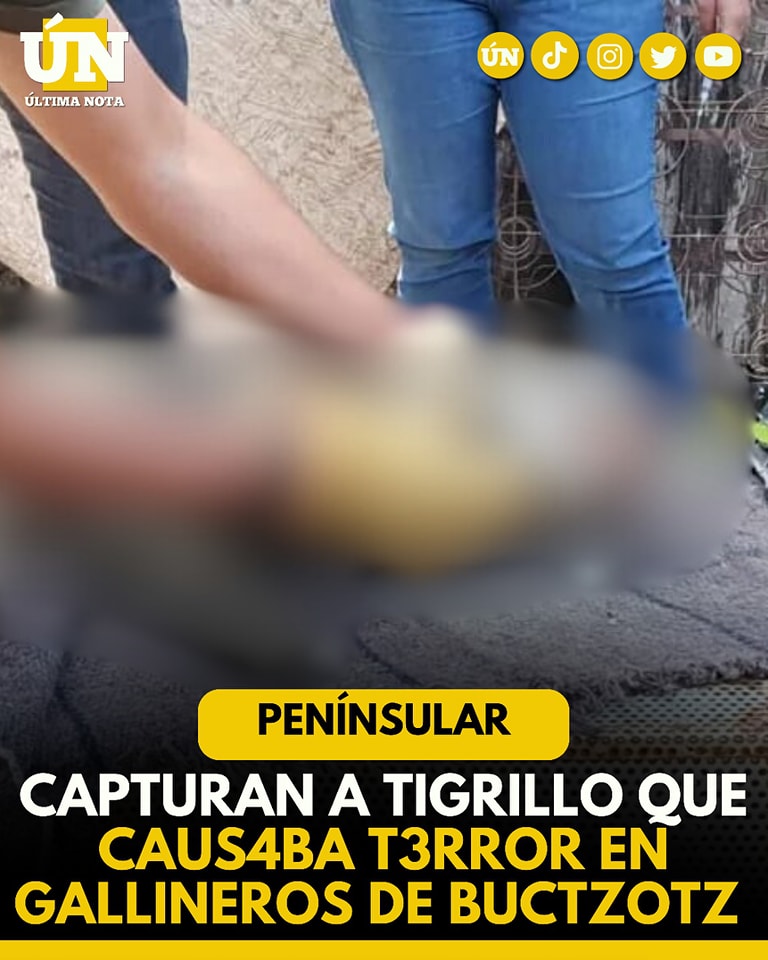 Capturan a un tigrillo que dev0raba gallinas en Buctzotz