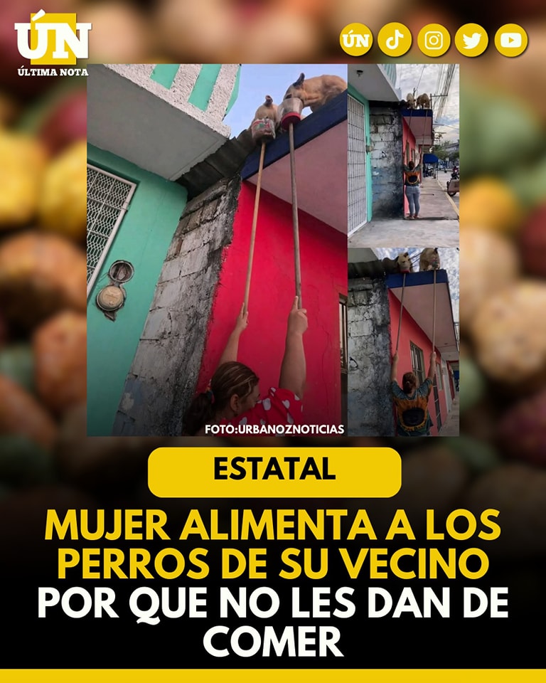 Vecina ejemplar: alimenta a diario a las mascotas de su vecino en Chetumal al ver que no les dan de comer