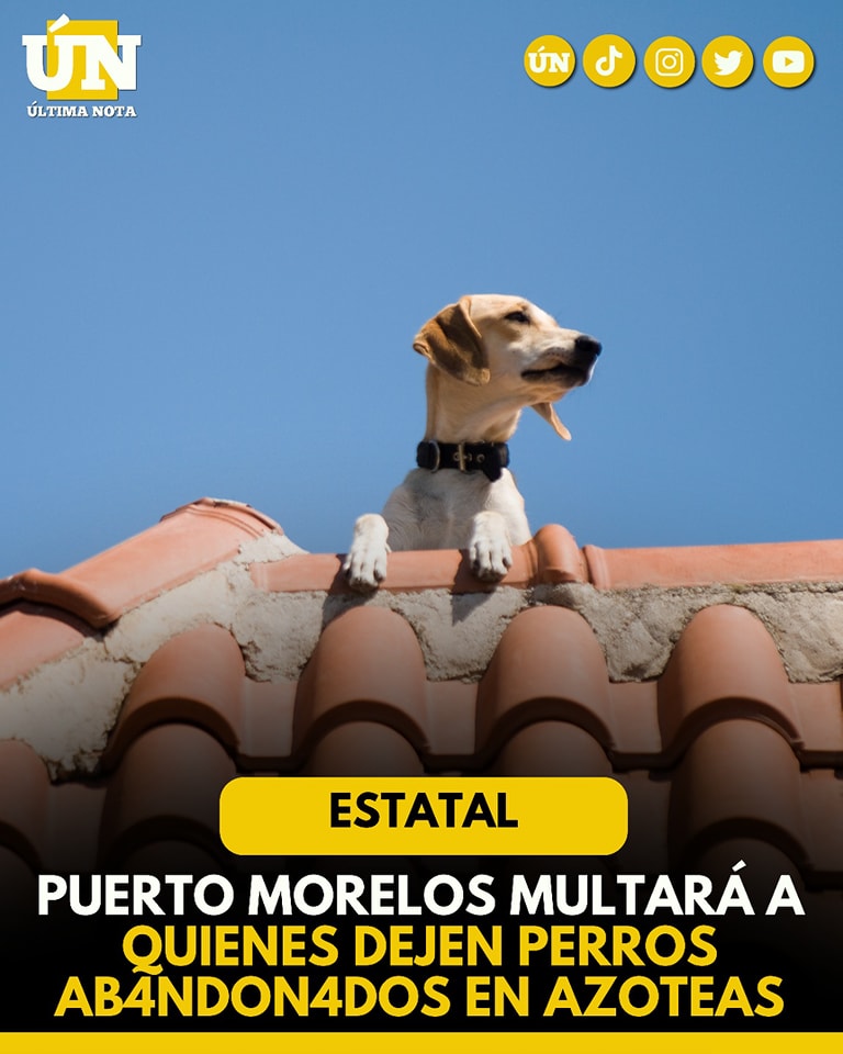 Puerto Morelos multará a quienes dejen p3rros aband0nados en azoteas