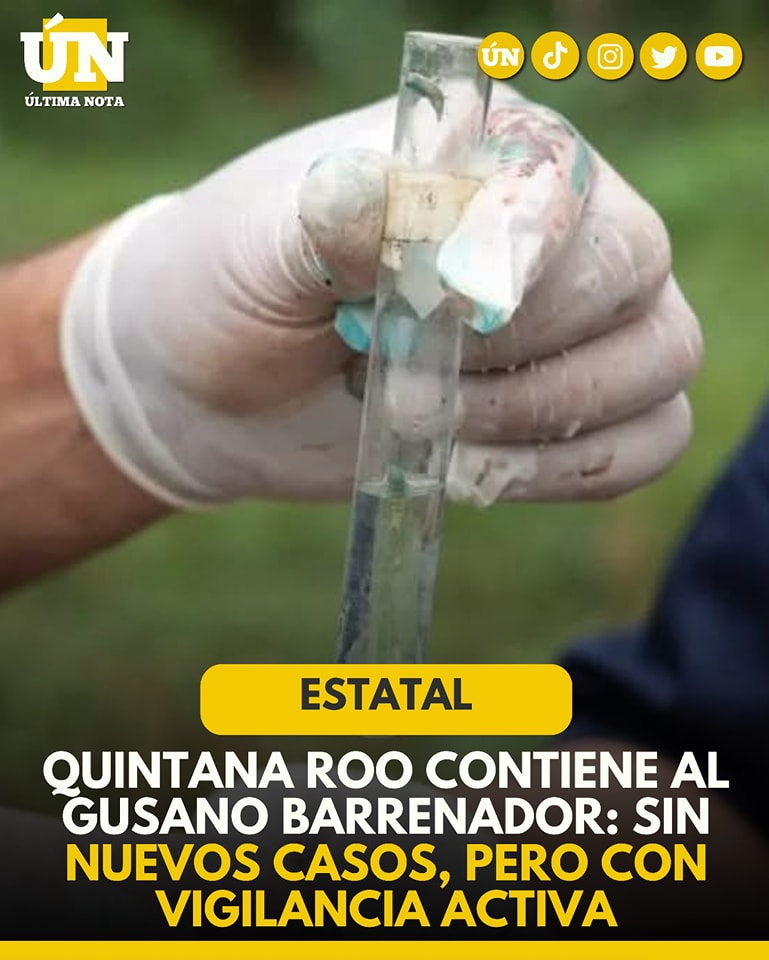 Quintana Roo contiene al gusano barrenador: sin nuevos casos, pero con vigilancia activa