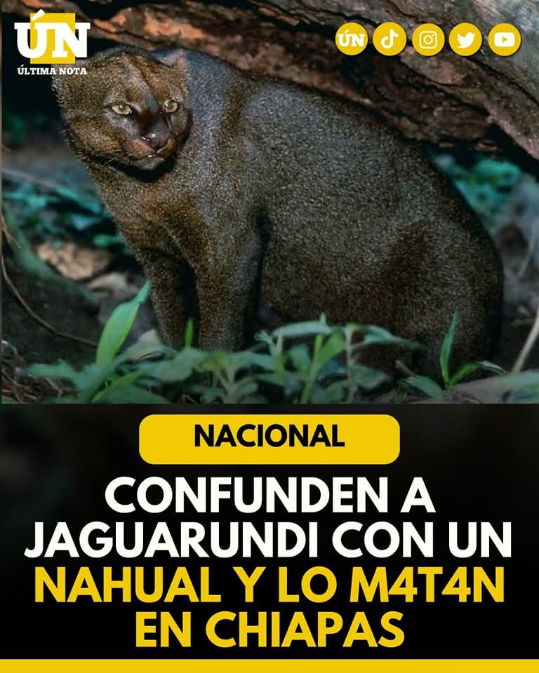Confunden a jaguarundi con un n4hual y lo m4t4n en Chiapas