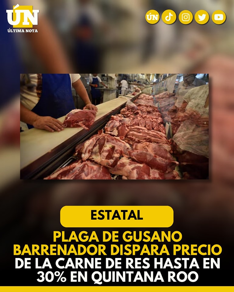 Plaga de gusano barrenador dispara precio de la carne de res hasta en 30% en Quintana Roo