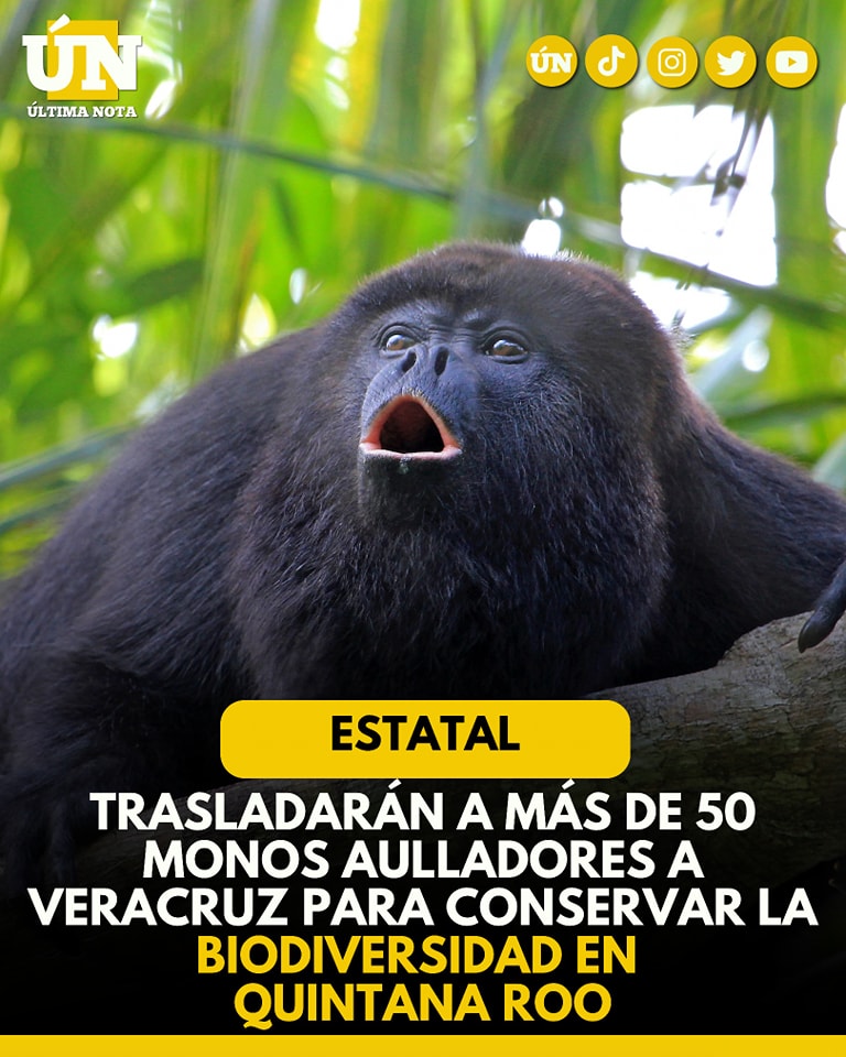Trasladarán a más de 50 monos aulladores a Veracruz para conservar la biodiversidad en Quintana Roo