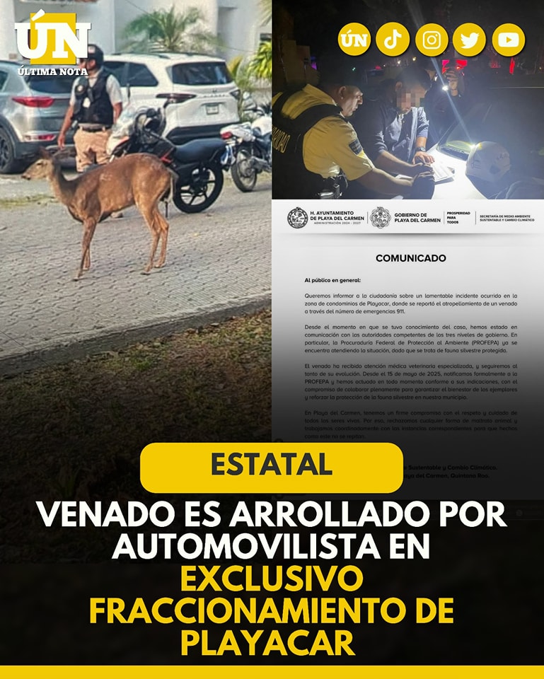 Venado es 4rr0ll4do por automovilista en exclusivo fraccionamiento de Playacar