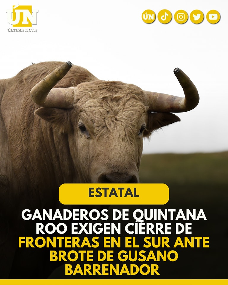 Ganaderos de Quintana Roo exigen cierre de fronteras en el sur ante brote de gusano barrenador