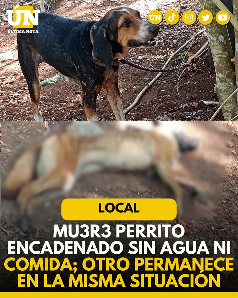 Mu3r3 perrito encadenado sin agua ni comida; otro permanece en la misma situación