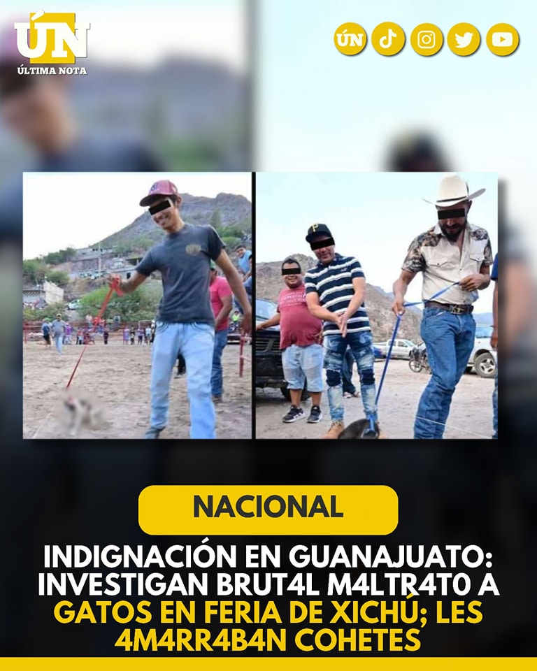 Indignación en Guanajuato: investigan brut4l m4ltr4en feriat0 a gatos de Xichú; les 4m4rr4b4n cohetes